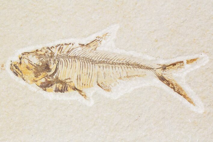 Bargain, Diplomystus Fossil Fish - Wyoming #89142